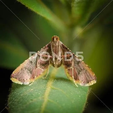 Moth Stock Photos