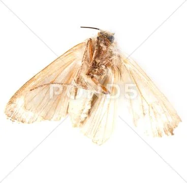Moth Stock Photos