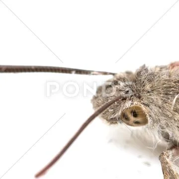 Moth Stock Photos