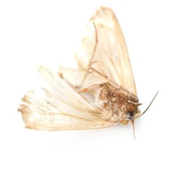 Moth Stock Photos