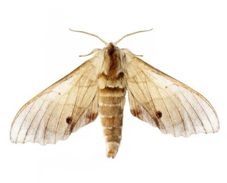 Moth Stock Photos