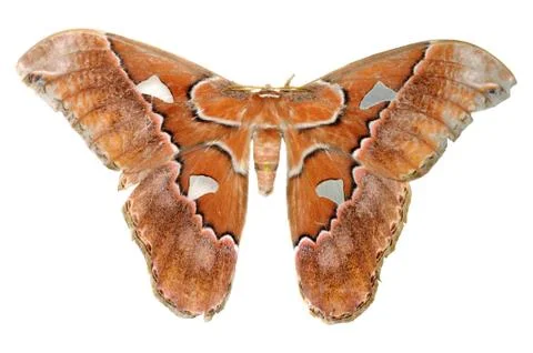 Moth Stock Photos