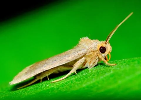 Moth Stock Photos