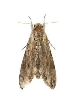Moth Stock Photos