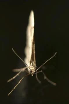 Moth Foto stock