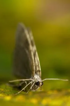 Moth Foto stock