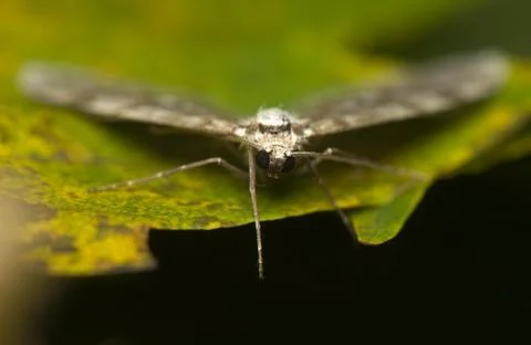 Moth Stock Photos