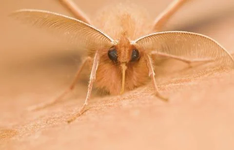 Moth Foto stock
