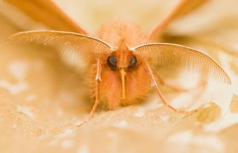 Moth Stock Photos