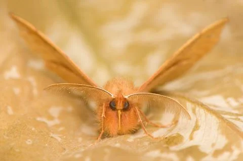 Moth Stock Photos