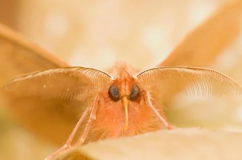 Moth Stock Photos