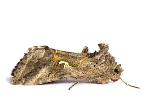 Moth Stock Photos