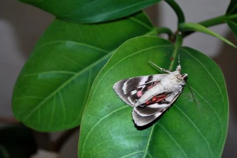 Moth Foto stock