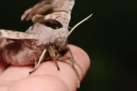 Moth Foto stock