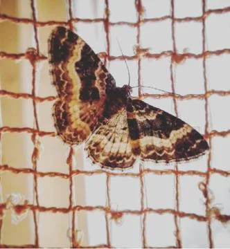 Moth Foto stock