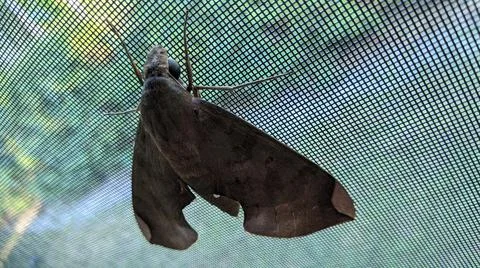 Moth Stock Photos