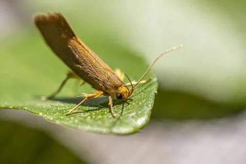 Moth Stock Photos
