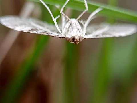 Moth Foto stock