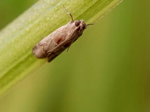 Moth Fotos de archivo