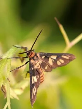 Moth Stock Photos