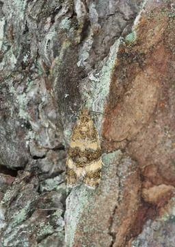 Moth on pine bark Stock Photos
