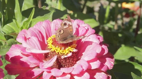 Moth On Pink Flower Video stock 42878833