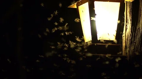 Moth Playing with Lamp Post 02 Stock Footage 76121482