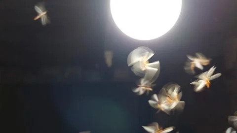 Moth playing with light Stock Footage 269582774