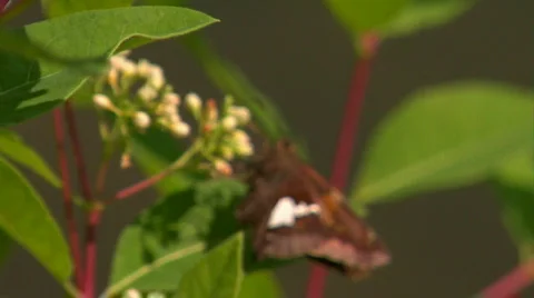 Moth with Pollen Stock Footage 302938