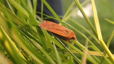 Moth pretending to be a fallen leaf. Insect camouflage. Insects in nature Stock Footage 243931247