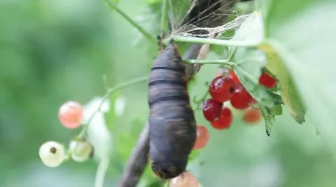 Moth Pupa HD Stock Footage 22193679
