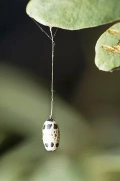 Moth pupa suspended on a leaf Moth pupa suspended on a leaf Copyright: xZo... Stock Photos