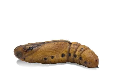 Moth Pupa on a white background Stock Photos