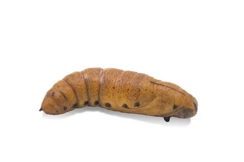 Moth Pupa on a white background Stock Photos