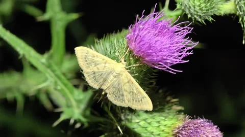 Moth on Purple Thistle Flower In Bloom, Macro Detail Of Vibrant Flowering Plant Stock Footage 340542959