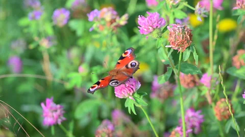 A moth resting on a flower before flying off Video stock 278350029