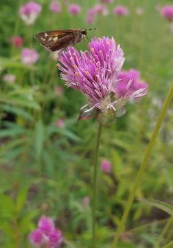 Moth Resting on a Flower Stock Photos
