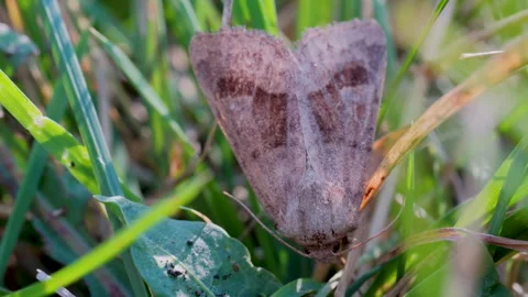Moth Resting in Grass Field at Sunset Macro Insect Video Stock-Footage 345265357