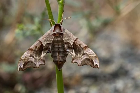 A moth is resting on a leaf Stock-Fotos