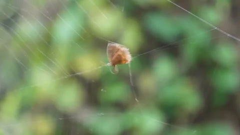 Moth Resting on Spider Web in Foliage Stock Footage 311720782