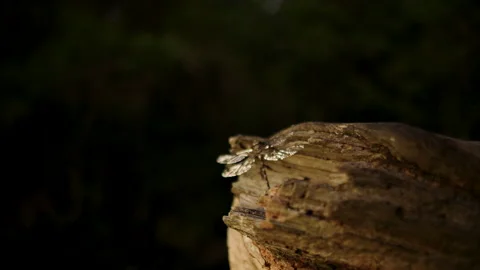Moth resting tree trunk, insect night, Mynion Falls, Australia, QLD, Gondwana Stock Footage 240093308