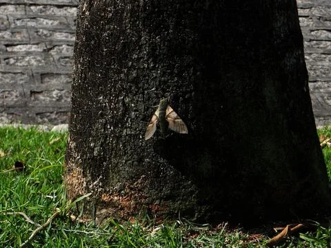 Moth resting on tree trunk. Stock Photos