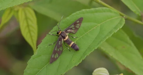 Moth resting on winter foliage Stock Footage 339006288