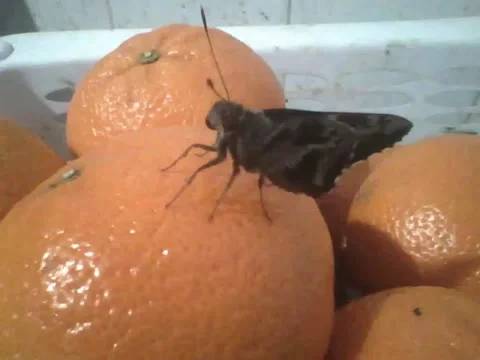 Moth is seen among the oranges, I think it likes the fruit! Stock Footage 166431199