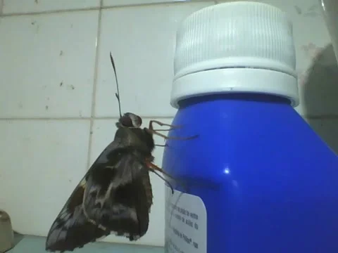 Moth is seen in a bottle of laxative, the shit about to happen Stock Footage 166431296
