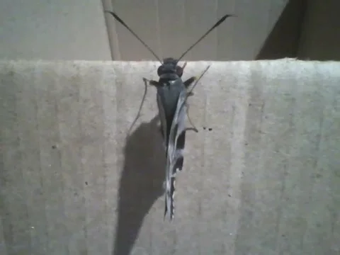 Moth is seen on a cardboard box, it is quiet Stock Footage 166430814