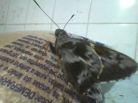 Moth is seen in a packet of demerara sugar, look at the glucose! Video stock 166431279
