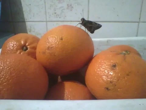 Moth is seen on top of orange, that was very citrusy! Stock Footage 166431076
