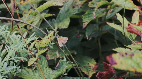 Moth sits on a branch close-up 스톡 동영상 53301058