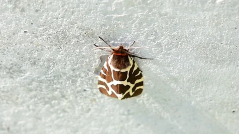 Moth sits on a concrete wall Stock Footage 117473193